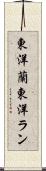 東洋蘭 Scroll
