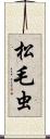 松毛虫 Scroll