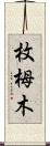 枚栂木 Scroll