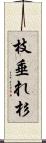 枝垂れ杉 Scroll