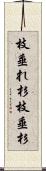 枝垂れ杉 Scroll