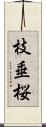枝垂桜 Scroll