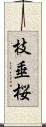 枝垂桜 Scroll