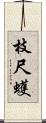 枝尺蠖 Scroll