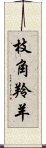 枝角羚羊 Scroll