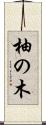 柚の木 Scroll