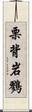 栗背岩鷚 Scroll