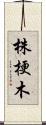 株梗木 Scroll
