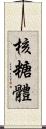 核糖體 Scroll