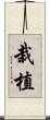 栽植 Scroll
