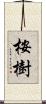 桉樹 Scroll