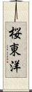 桜東洋 Scroll