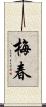梅春 Scroll