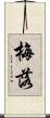 梅落 Scroll