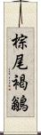 棕尾褐鶲 Scroll