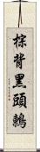 棕背黑頭鶇 Scroll