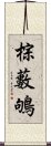 棕藪鴝 Scroll