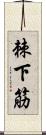 棘下筋 Scroll