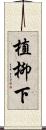 植柳下 Scroll