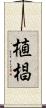 植椙 Scroll