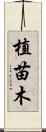 植苗木 Scroll