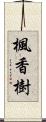 楓香樹 Scroll