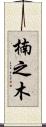 楠之木 Scroll