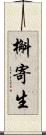 槲寄生 Scroll