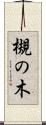 槻の木 Scroll