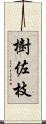 樹佐枝 Scroll