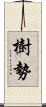 樹勢 Scroll
