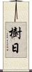 樹日 Scroll