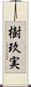 樹玖実 Scroll