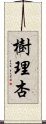 樹理杏 Scroll