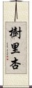 樹里杏 Scroll