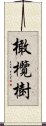 橄欖樹 Scroll