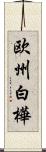 欧州白樺 Scroll