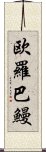 欧羅巴鰻 Scroll