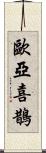 歐亞喜鵲 Scroll