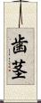 歯茎 Scroll