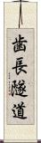 歯長隧道 Scroll