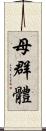 母群體 Scroll
