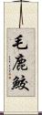 毛鹿鮫 Scroll