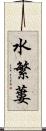 水繁蔞 Scroll