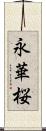 永華桜 Scroll