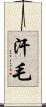 汗毛 Scroll
