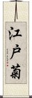 江戸菊 Scroll