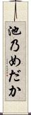 池乃めだか Scroll