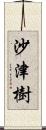 沙津樹 Scroll