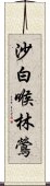 沙白喉林鶯 Scroll